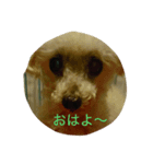 愛犬レディ2（個別スタンプ：8）