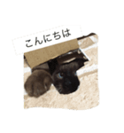 レロにゃんスタンプ（個別スタンプ：7）