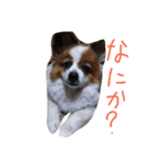 まやのスタンプ（個別スタンプ：12）