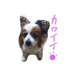 まやのスタンプ（個別スタンプ：14）