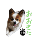 まやのスタンプ（個別スタンプ：36）