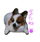 まやのスタンプ（個別スタンプ：37）