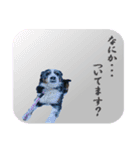 バーニーズ スタンプ（個別スタンプ：6）