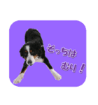 バーニーズ スタンプ（個別スタンプ：7）