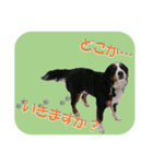 バーニーズ スタンプ（個別スタンプ：8）