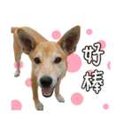 The stupid dog in my home（個別スタンプ：5）