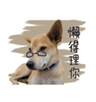 The stupid dog in my home（個別スタンプ：14）