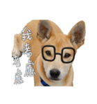 The stupid dog in my home（個別スタンプ：17）