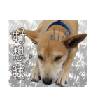 The stupid dog in my home（個別スタンプ：23）