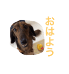 クッキー＆ガブ（個別スタンプ：1）