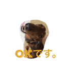 クッキー＆ガブ（個別スタンプ：5）