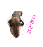 クッキー＆ガブ（個別スタンプ：12）
