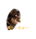クッキー＆ガブ（個別スタンプ：19）