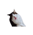 ねこのサフィ（個別スタンプ：1）