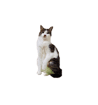 ねこのサフィ（個別スタンプ：3）