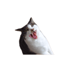 ねこのサフィ（個別スタンプ：4）