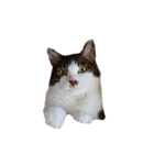 ねこのサフィ（個別スタンプ：5）