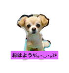 ロングコートちわわのモコとキー（個別スタンプ：1）