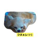 ロングコートちわわのモコとキー（個別スタンプ：6）