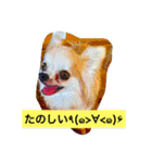 ロングコートちわわのモコとキー（個別スタンプ：13）