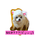 ロングコートちわわのモコとキー（個別スタンプ：16）