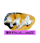 ロングコートちわわのモコとキー（個別スタンプ：19）