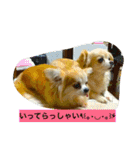 ロングコートちわわのモコとキー（個別スタンプ：21）