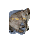 元のらねこ しろ（個別スタンプ：2）
