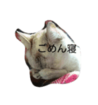 元のらねこ しろ（個別スタンプ：3）