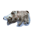 元のらねこ しろ（個別スタンプ：4）