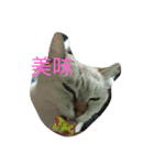 元のらねこ しろ（個別スタンプ：5）
