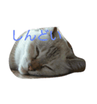 元のらねこ しろ（個別スタンプ：6）