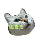 元のらねこ しろ（個別スタンプ：7）