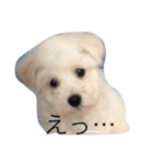 まるちーずのまる（個別スタンプ：3）