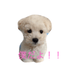 まるちーずのまる（個別スタンプ：4）