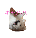 まるちーずのまる（個別スタンプ：6）