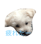 まるちーずのまる（個別スタンプ：7）