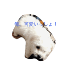 まるちーずのまる（個別スタンプ：8）