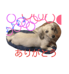 わが家のひめちん_1（個別スタンプ：12）
