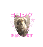わが家のひめちん_1（個別スタンプ：15）