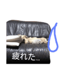 わが家のひめちん_1（個別スタンプ：16）