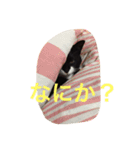 たびちゃん（個別スタンプ：2）
