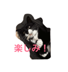 たびちゃん（個別スタンプ：4）