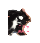 たびちゃん（個別スタンプ：5）
