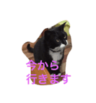 たびちゃん（個別スタンプ：7）