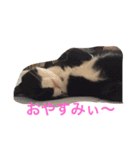 たびちゃん（個別スタンプ：8）