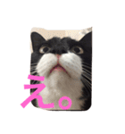 たびちゃん（個別スタンプ：10）