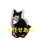 たびちゃん（個別スタンプ：11）