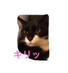 たびちゃん（個別スタンプ：14）