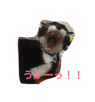 たびちゃん（個別スタンプ：15）